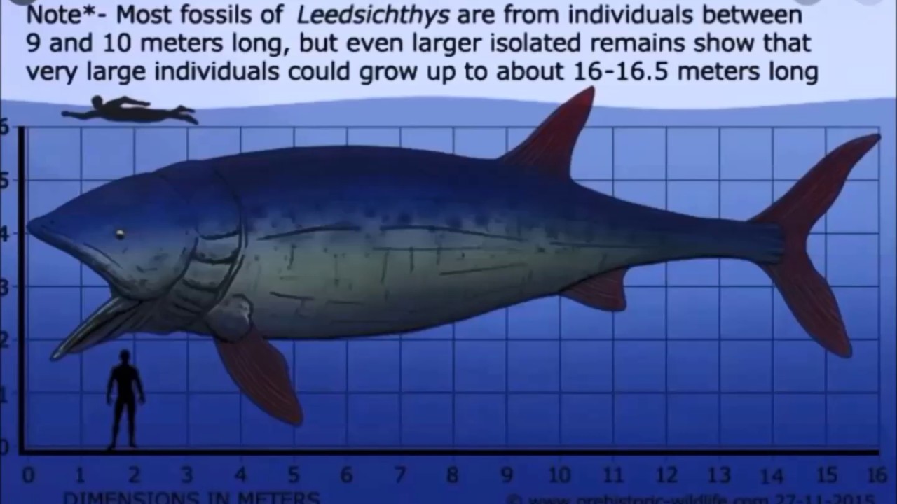 Лидсихтис. Самая крупная костная рыба, плававшая в акватории Земли ...