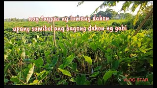 Para sumibol ang bagong dahon ng gabi kelangan tagpasin ang luma.