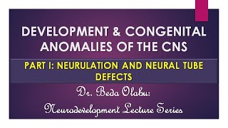 DEVELOPMENT OF THE CNS PART I  NEURULATION & NEURAL TUBE DEFECTS