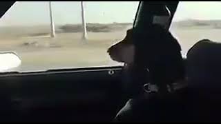 ‏رياكشن كلب حزين في السيارة