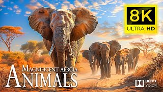 8K Fascinating Ecosystems Wild 🐘 Relaxing Animal Documentary |Cinematic Sound (Colorful Animal Life)