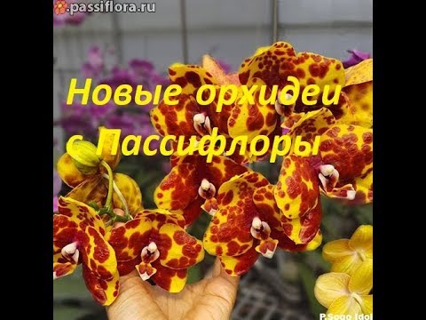 Video: Passiflora Edas-111 - Navodila Za Uporabo, Pregledi, Cena Kapljic, Analogi