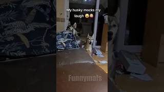 😂funny animal videos that i found for you #73😂