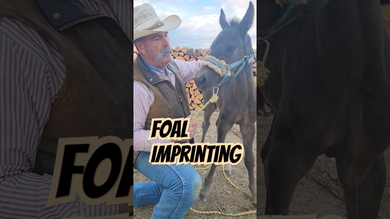 Foal Imprinting 