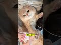 gembul gemesh #shortvideo #fyp #fouryoupage #viral