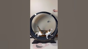 How to get your CAT to run on an EXERCISE WHEEL!