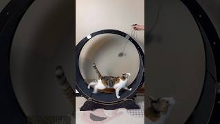 How to get your CAT to run on an EXERCISE WHEEL!