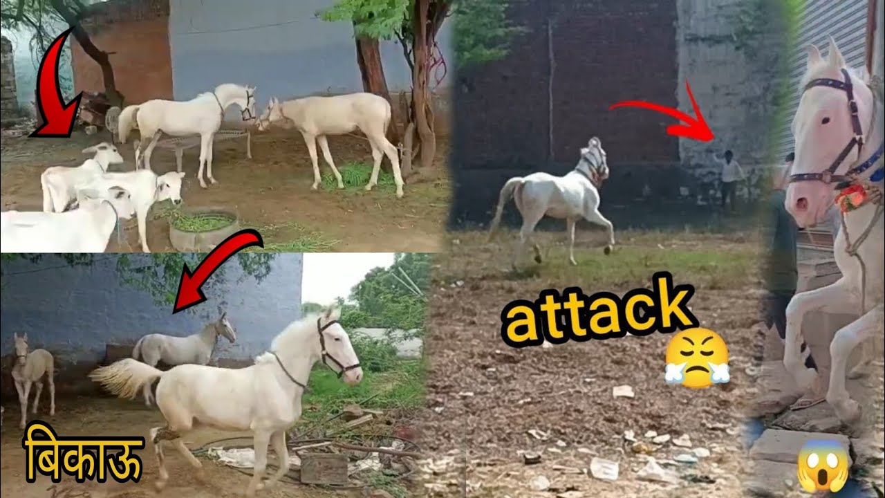 Horse New Vlog bharatpur Sell Ki Bachi petvlog horse YouTube horse-new-vlog-bharatpur-sell-ki-bachi-petvlog-horse-youtube