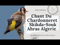 Chant chardonneret skikdasouk ahras algerie