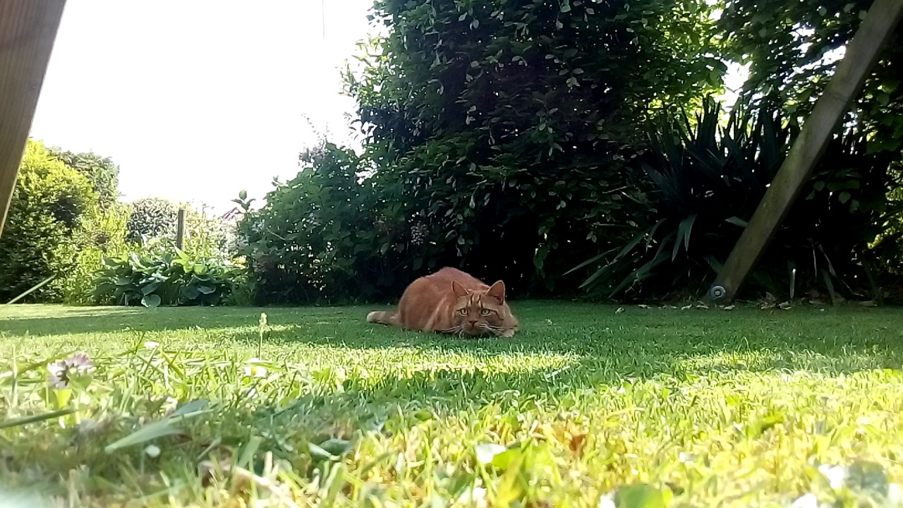 Cat jumpscare 