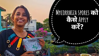 Mycorrhiza spors को कैसे apply करें? Best Root Booster Method