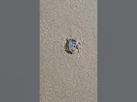 Медуза #море #sea #португальский #кораблик #медуза #песок - YouTube