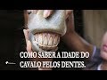 Como saber a idade aproximada pelos dentes do Cavalo?