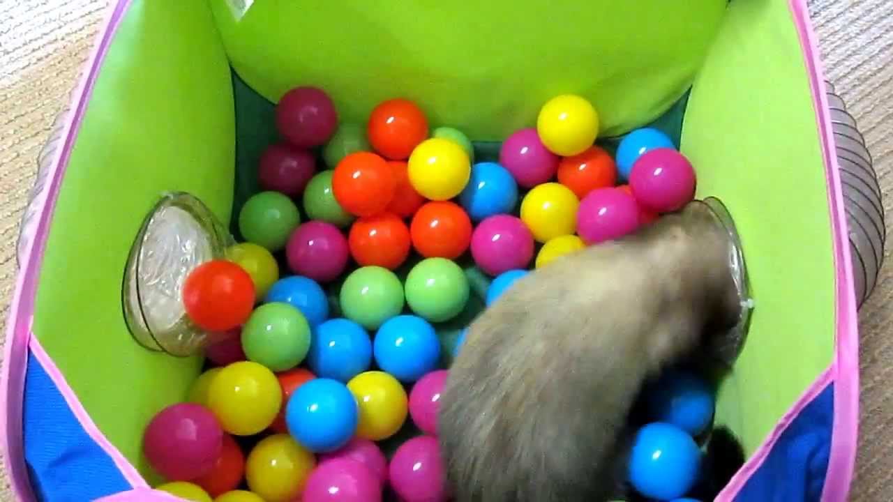 ferrets in ball pit