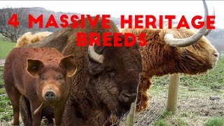 These 4 Heavyweight Heritage Breeds Are the Future of Sustainable Meat America S Next Pork Kings 4 Heritage Pig Breeds Dominating The Industry Today