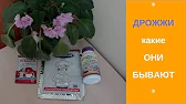 Любовь к Жизни