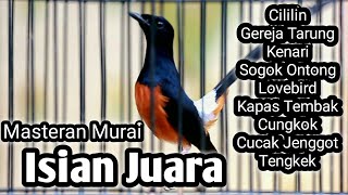 MASTERAN MURAI BATU FULL ISIAN TEMBAKAN CILILIN GEREJA KENARI C JENGGOT KAPAS TEMBAK SOGON LOVEBIRD