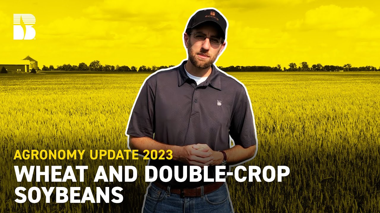Wheat & Double Crop Soybeans Beck's Agronomy Update YouTube