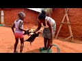 What this african village family does every morning will really amaze you  african village life