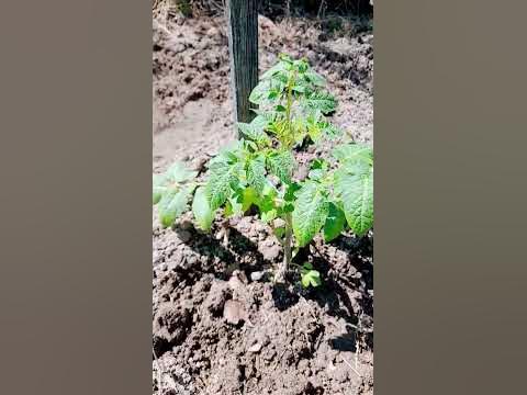 Посадила помидор#Челнок#Гармония и два друга#Лайк - YouTube
