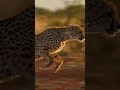 Cheetah Hunts Young Dik Dik in Bushland Real African Wildlife