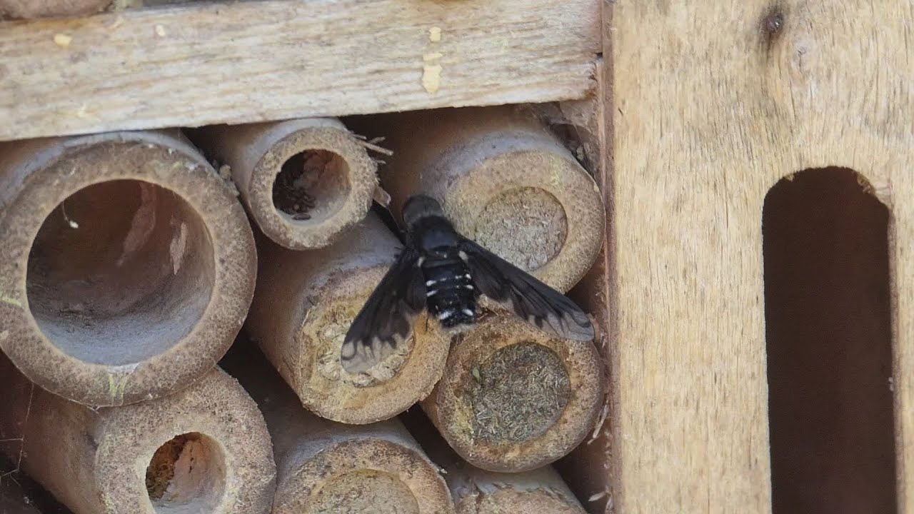 Trauerschweber vor dem 'Bienenhotel'