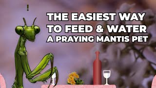 The Easiest Way to Feed and Water a Praying Mantis Pet