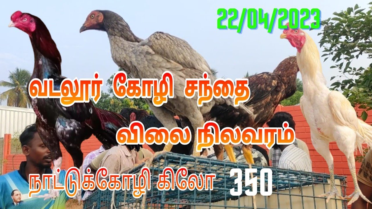 வடலூர் கோழி சந்தை விலை நிலவரம் 22/04/2023 / vadalur hen market price list / vadalur kozhi santhai