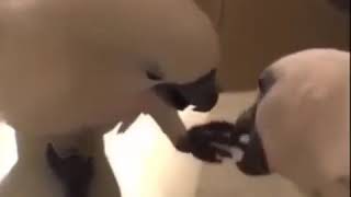Bird Laser Pointer MEME