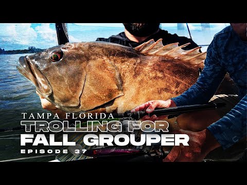 Trolling for Grouper: Deep Dive Plugs, Catching Fall Grouper Tampa Florida Saltwater Fishing