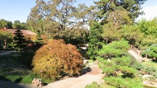 Bunny - Hakone Gardens - Saratoga, California