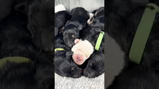 Shepadoodle Puppies Only Four Days Old