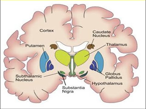 central nervous system function