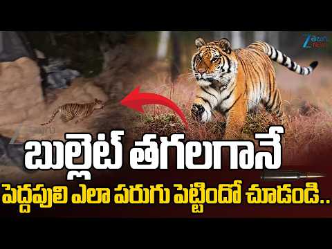 Tiger Rescue Operation At Kurmapuram Updates | బుల్లెట్ తగలగానే పెద్దపులి ఎలా పరుగు పెట్టిందో చూడండి - ZEE24TELUGUNEWS