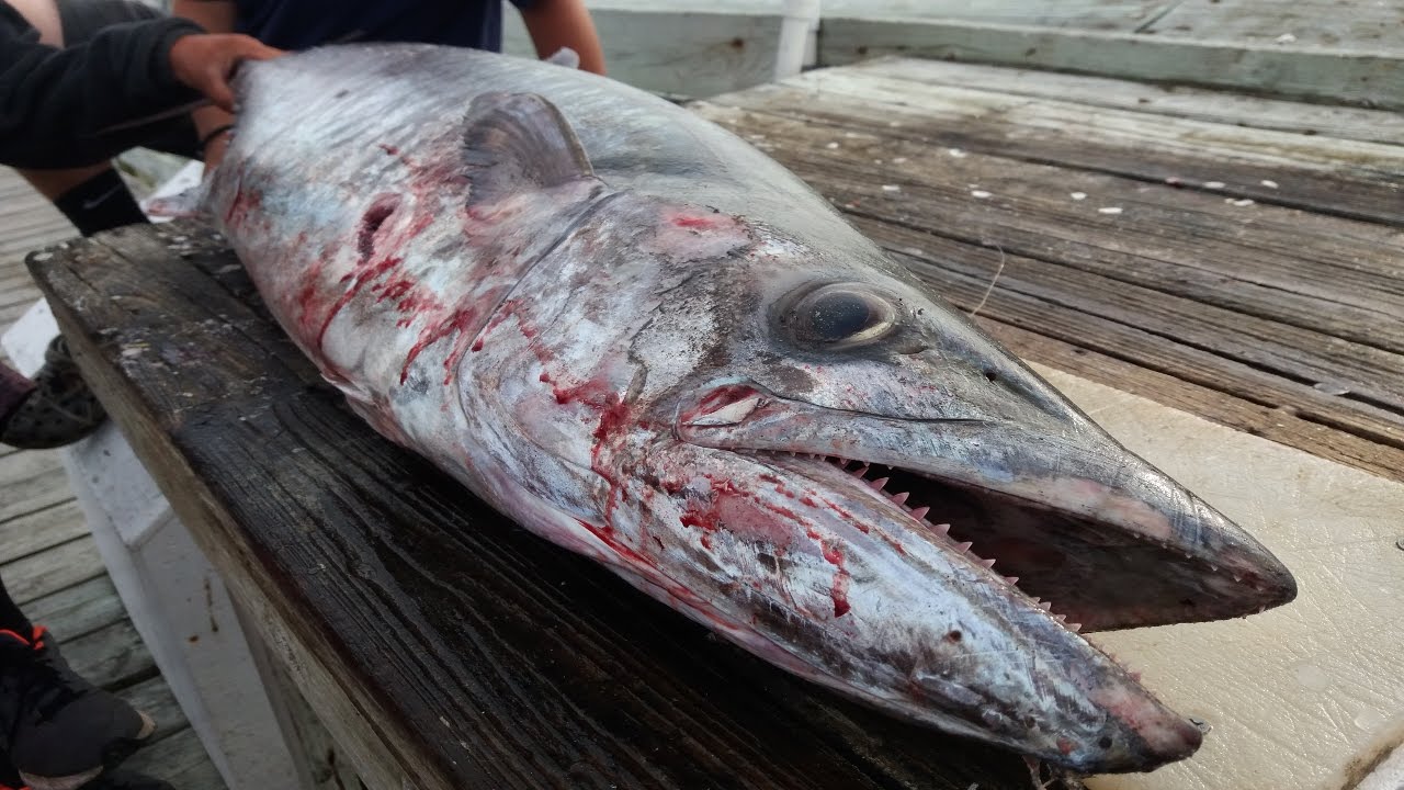 44.7lb Citation BEAST Of A King Mackerel Caught From The