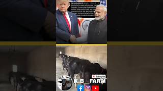 ਕਿਸਾਨਾਂ ਨੂੰ ਤੇ ਡੇਅਰੀ ਫਾਰਮਰਾਂ ਨੂੰ ਵੱਡਾ ਘਾਟਾ ਪਾਊ #kisan #dairyfarm #farmer #dairyfarming #farmvlog