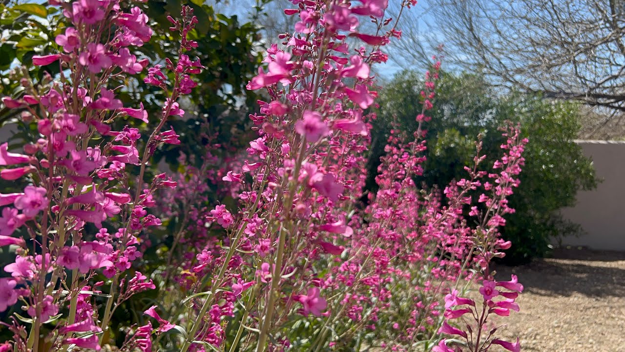 AZ Plant Reviews: Penstemon Parryi, Superbus