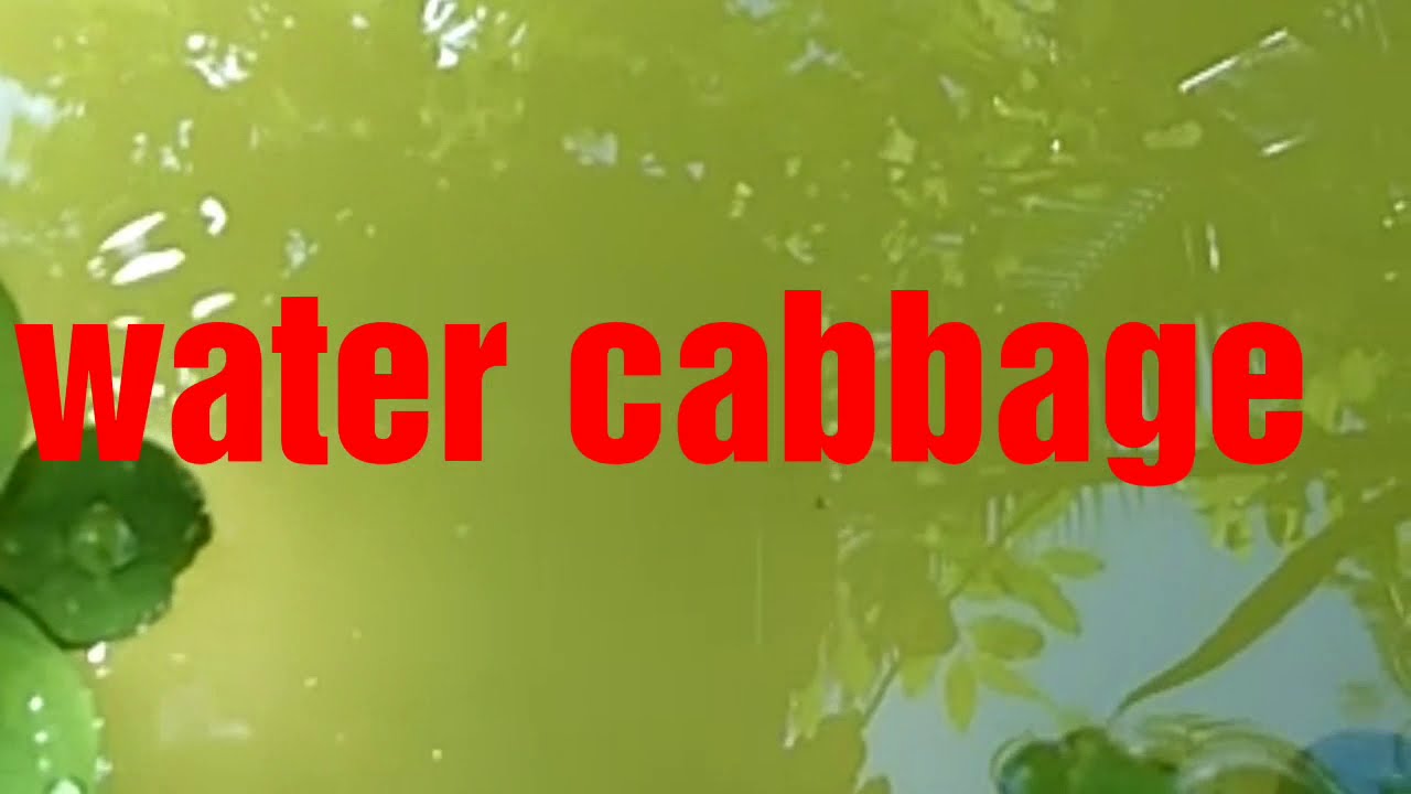 Water cabbage YouTube
