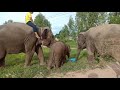 Chubby Elephants Tula, Meena and Wandee/.Ep.46 พี่มีนา ยอมทำทุกอย่างเพื่อของกิน