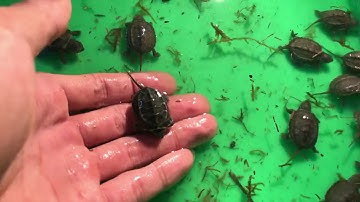 Rùa cảnh giá rẻ nhất việt nam, rùa common, rùa tai đỏ, rùa đá, rùa cổ sọc, rùa bụng vàng