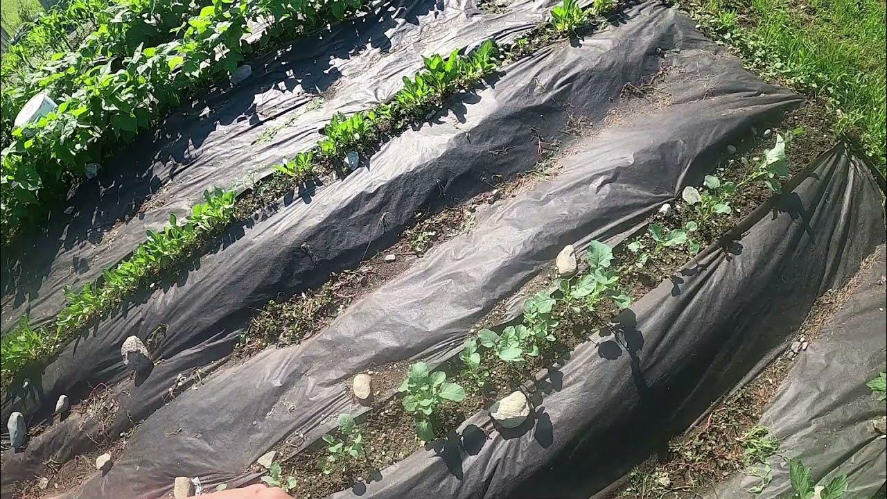 HOW TO GET RID OF MOLD UNDER YOUR HOUSE YouTube