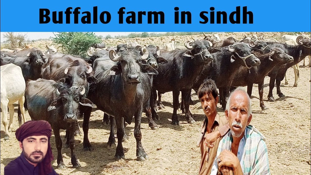 Buffalo Mandi l Buffalo Farming In Pakistan l Buffalo Farming 