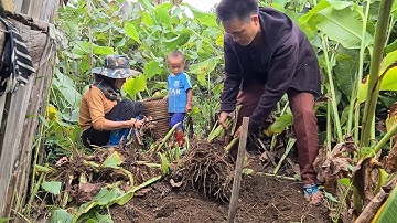 Kuv tus niam tsev wb mus khawb qos qhau los cia tau pub npua 3/7/2021