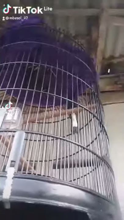 Story wa murai batu #blacksama