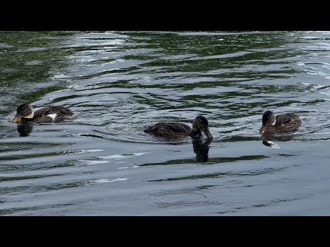 Duck Family on the Lake (4K)