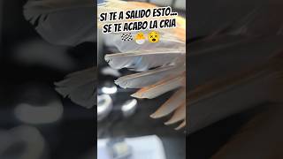 si te a salido esto se te acabo la cria #aves #canarios #ornitologia #canaricultura #canary #pets