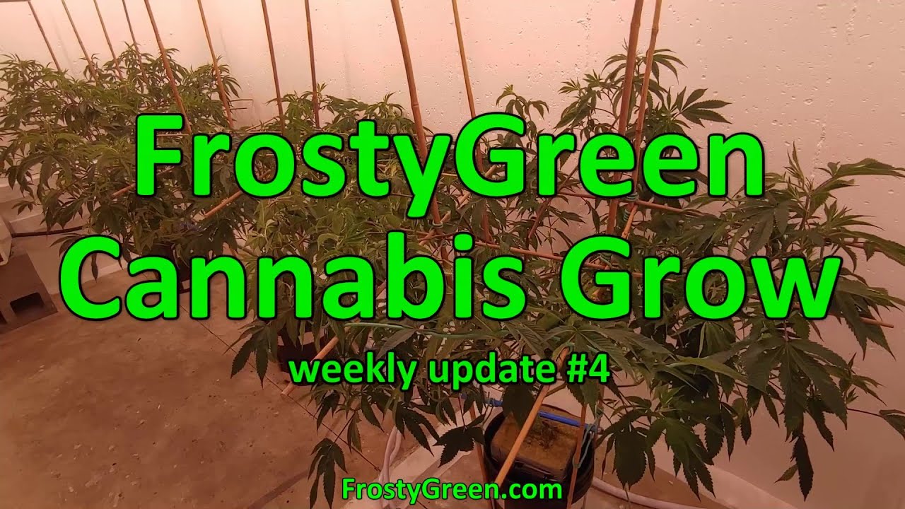 Cannabis Grow weekly #4 - Frosty Green
