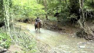Il Ranch Arcore Passeggiate A Cavallo, Lezioni Equitazione