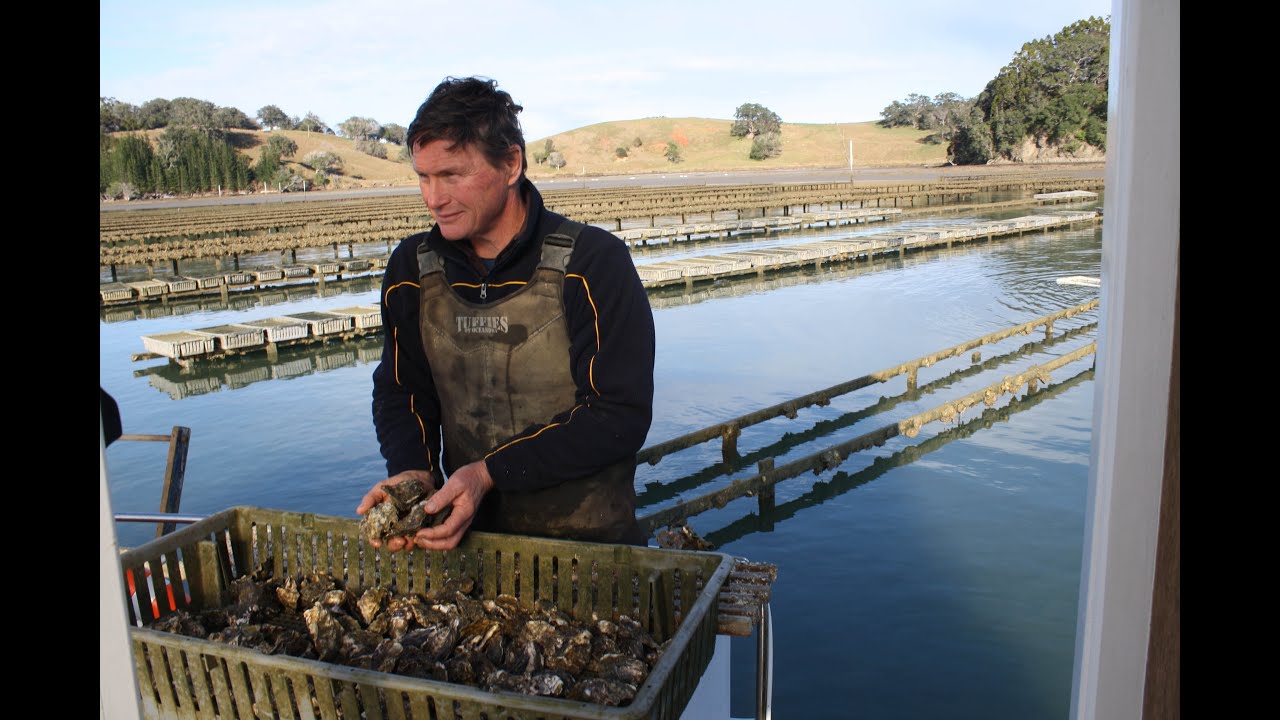 Oyster farming in the Mahurangi YouTube