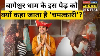 Bageshwar Dham में इस गुंजा के पेड़ को चमत्कारी बताते हैं लोग? | Hindi News